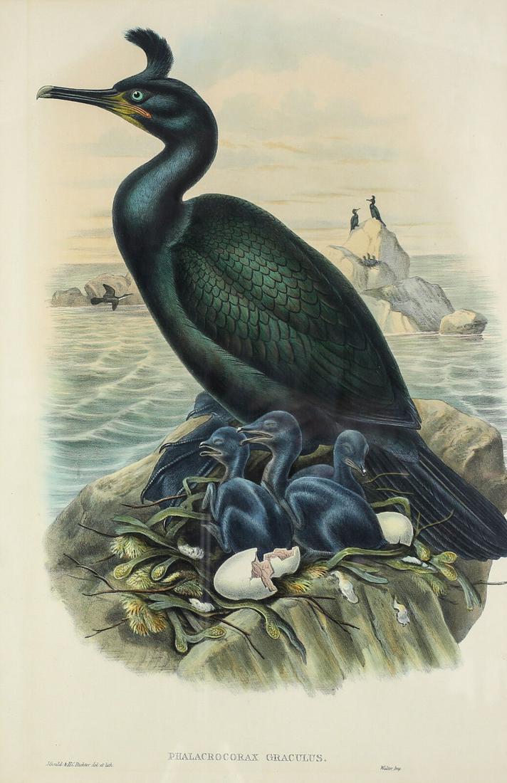 John Gould  & H.C. Richter Hand Colored Bird Lithograph Phalacrocorax Graculus (1 of 5)