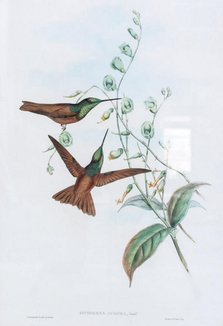 John Gould (English 1804-1881) Lithograph Diphogena Aurora Hummingbirds: Gould, John (English 1804-1881) and William Hart Hand Colored Lithograph, Diphogena Aurora, (Bolivian Rainbows) Original hand-colored lithograph of hummingbirds from "John Gould's Monograph of the Tro