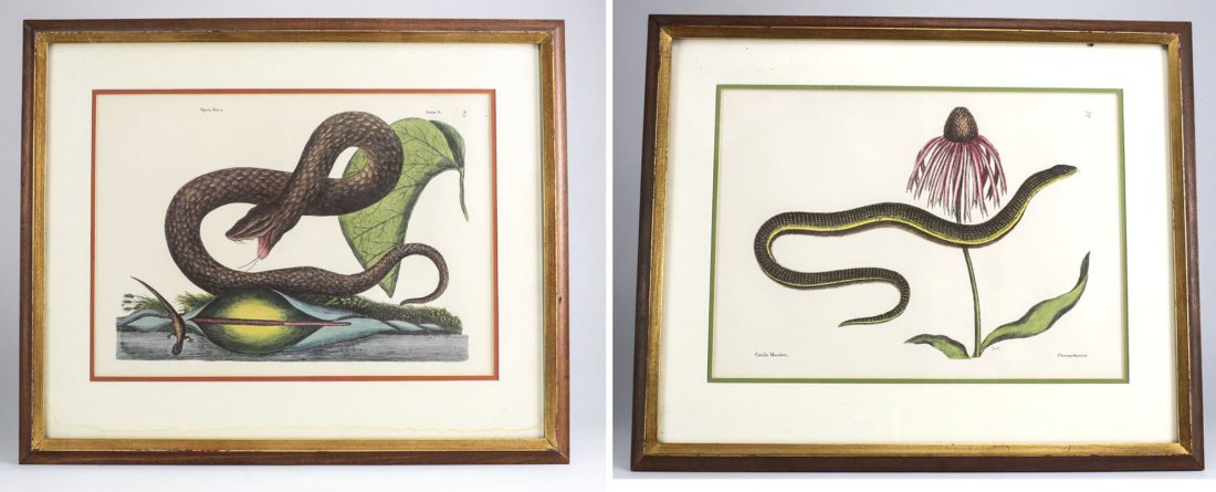 Pair of Mark Catesby Photolithographic Snake Botanical (1 of 7)