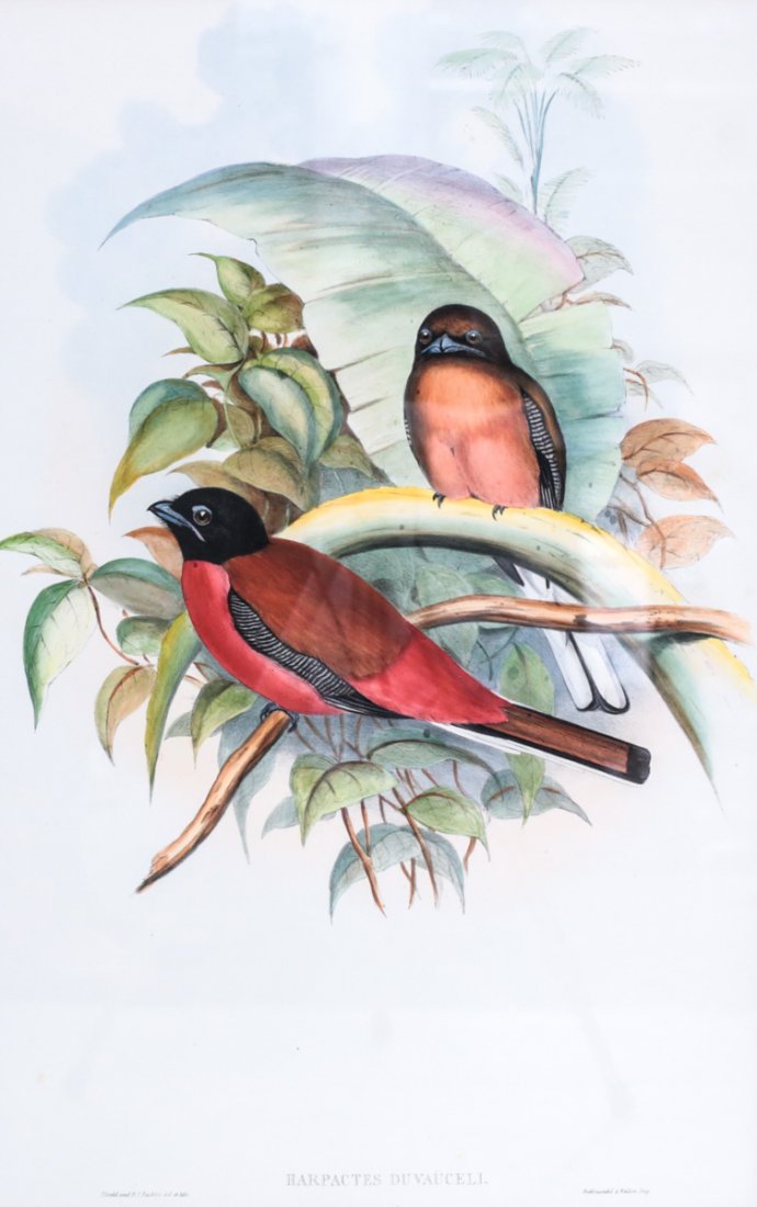 Gould, John Hand Colored Lithograph Harpactes: Gould, John (English 1804-1881) and William Hart Hand Colored Lithograph, Harpactes Duvaucelii (Scarlet-Rumped Trogon)., From the book, "Birds of Asia". Measures. Measures: 13" x 20.5". Framed: 22" x