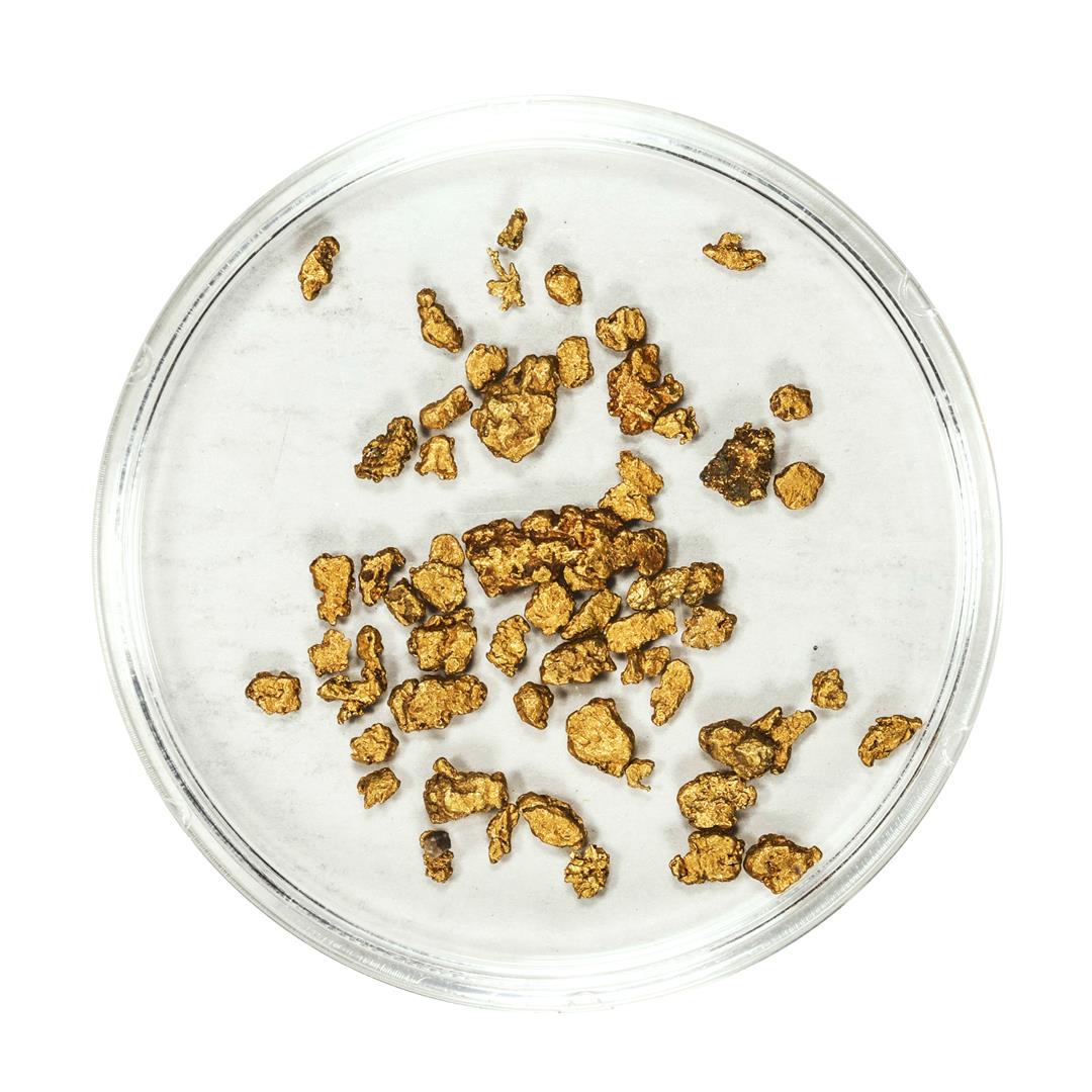 Lot of Gold Nuggets 2.51 Grams Total Weight: One Lot of Gold Nuggets 2.51 Grams Total Weight.