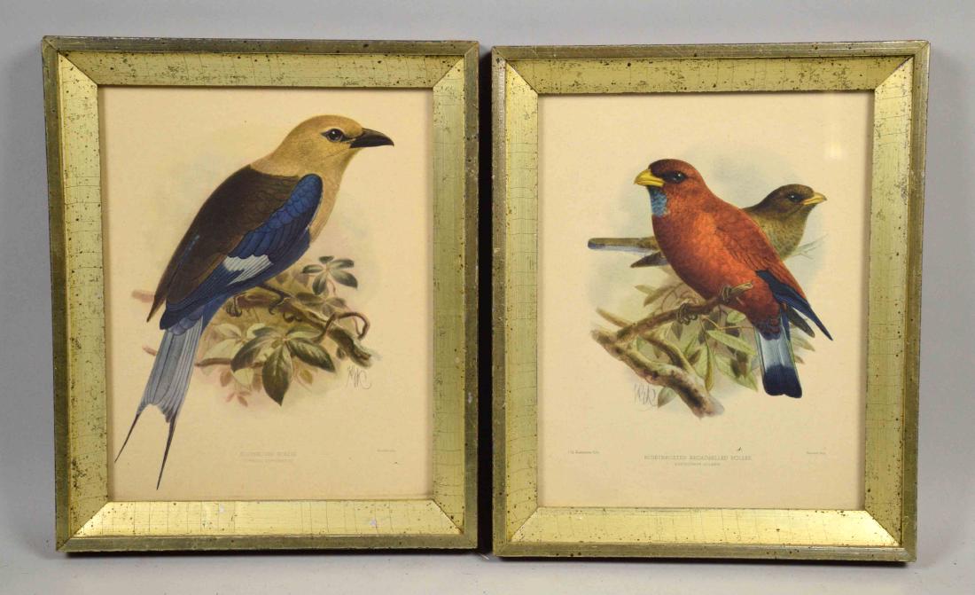 PAIR OF ENGLISH OFFSET LITHOGRAPHS OF BIRDS. J.G. (1 of 3)