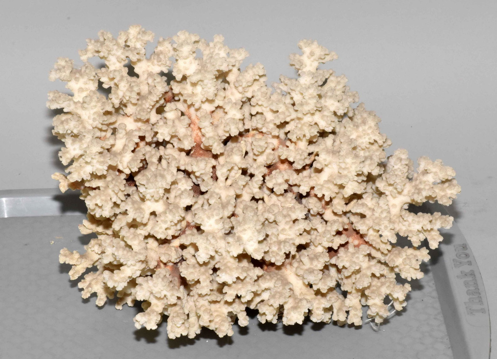 WHITE CORAL SPECIMEN. 8''H x 13''L x 10''W. Estate of: WHITE CORAL SPECIMEN. 8''H x 13''L x 10''W. Estate of Stephen Totter.