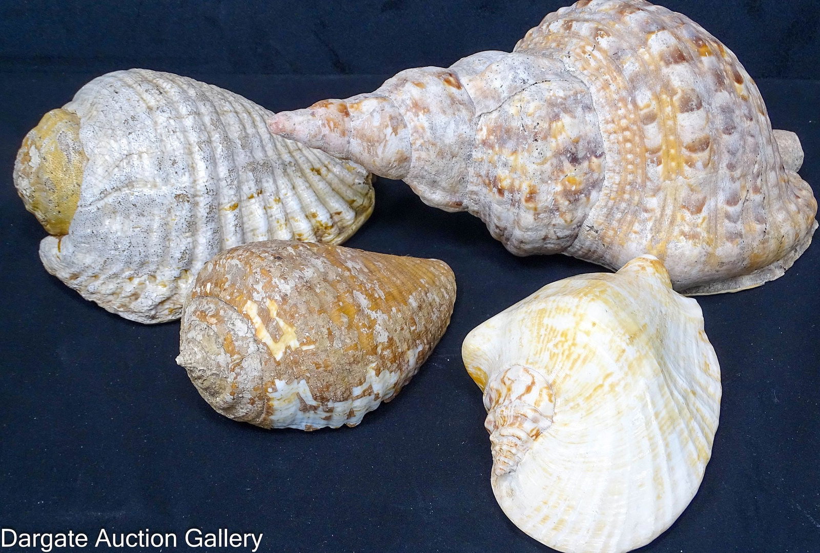(4) CONCH SHELLS INCLUDING TRITONâ€™S TRUMPET (CHARONIA TRITONIS): A collection of four assorted vintage conch shells, headlined by a large Triton’s trumpet (Charonia tritonis) featuring beautiful interior colors. The set includes three additional assor