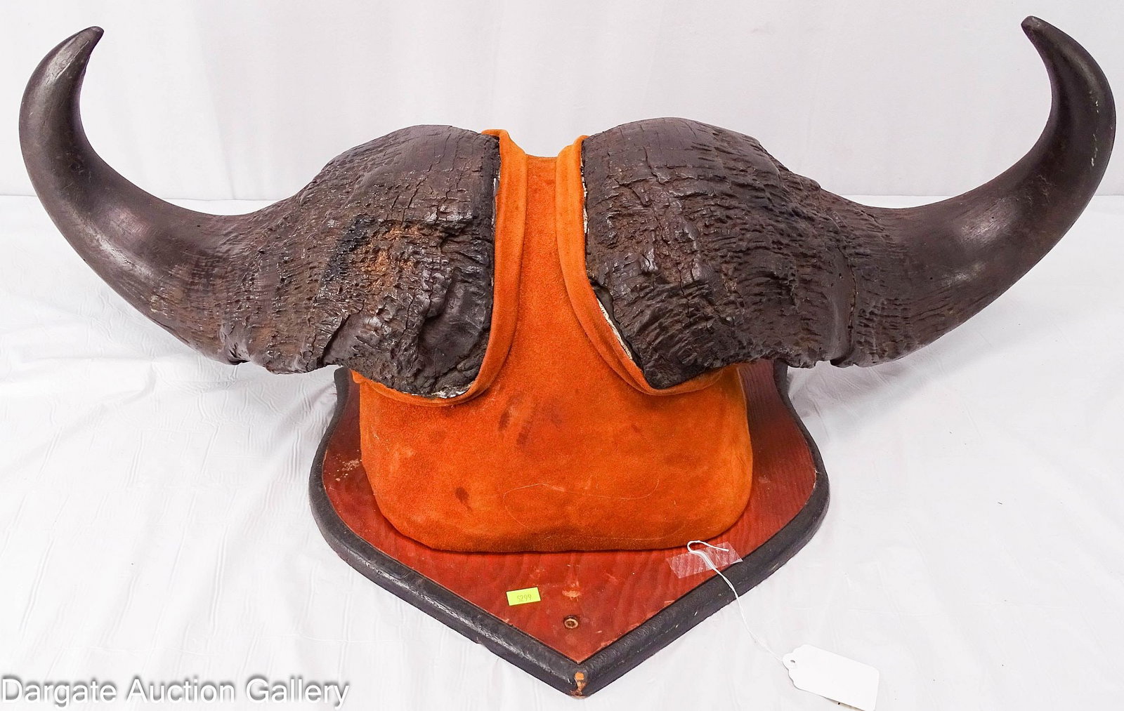 AFRICAN CAPE BUFFALO HORNS MOUNT (1 of 4)