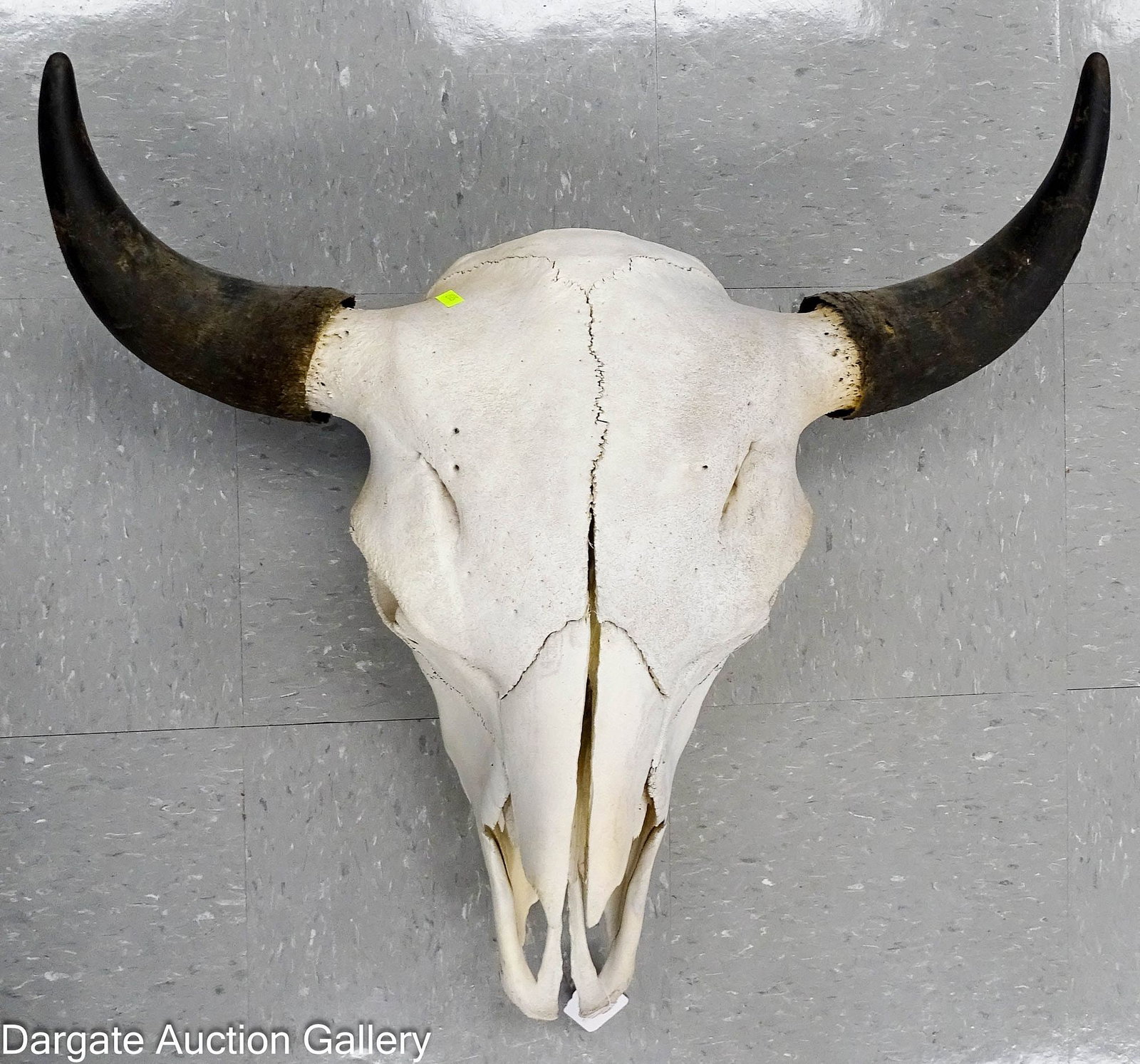 WESTERN AMERICAN BISON BUFFALO SKULL (1 of 4)