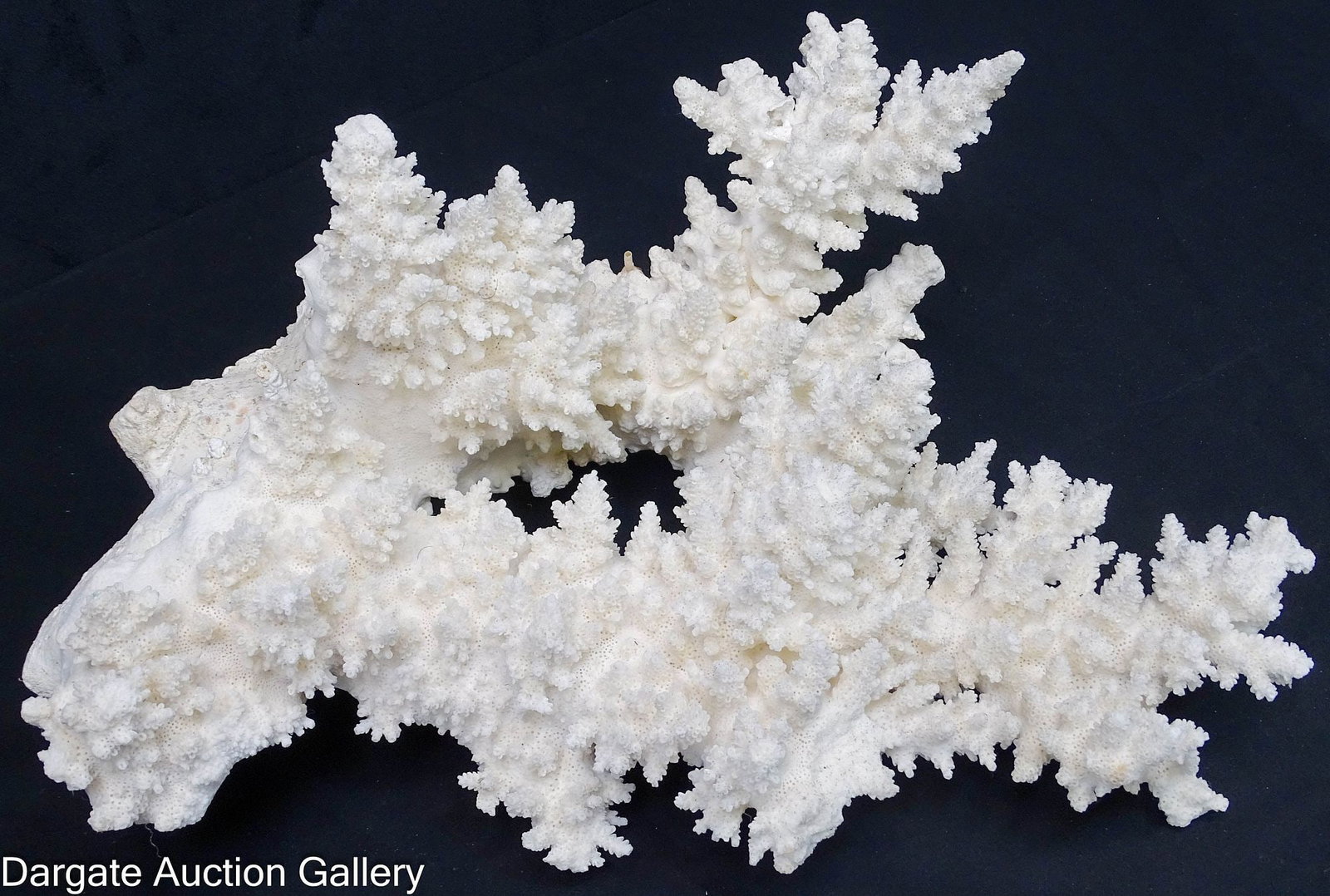 ACROPORA FLORIDA CORAL BRANCH VINTAGE (1 of 3)