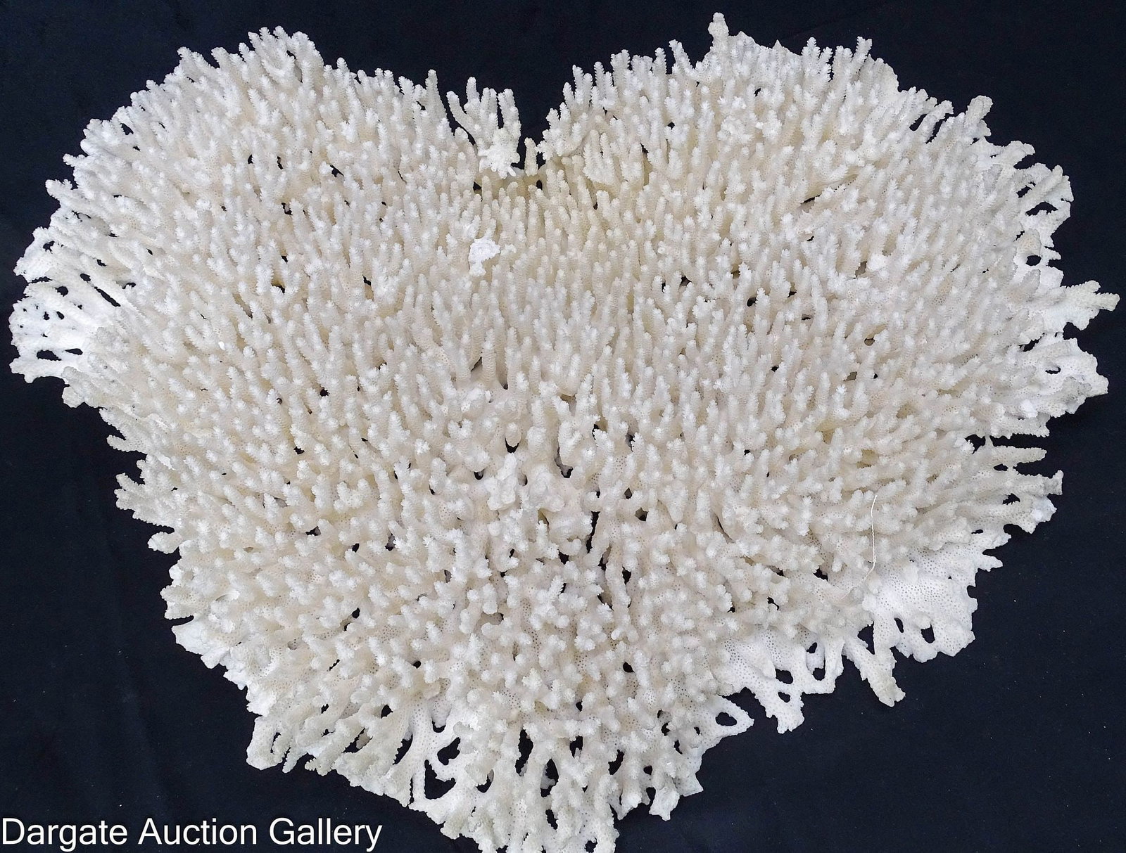 LARGE WHITE TABLE CORAL SPECIMEN VINTAGE: A large white table coral specimen. / Dimensions: 6" H x 21" W x 17" D / Condition: Dust, soiling, small areas of loss, and breakage.