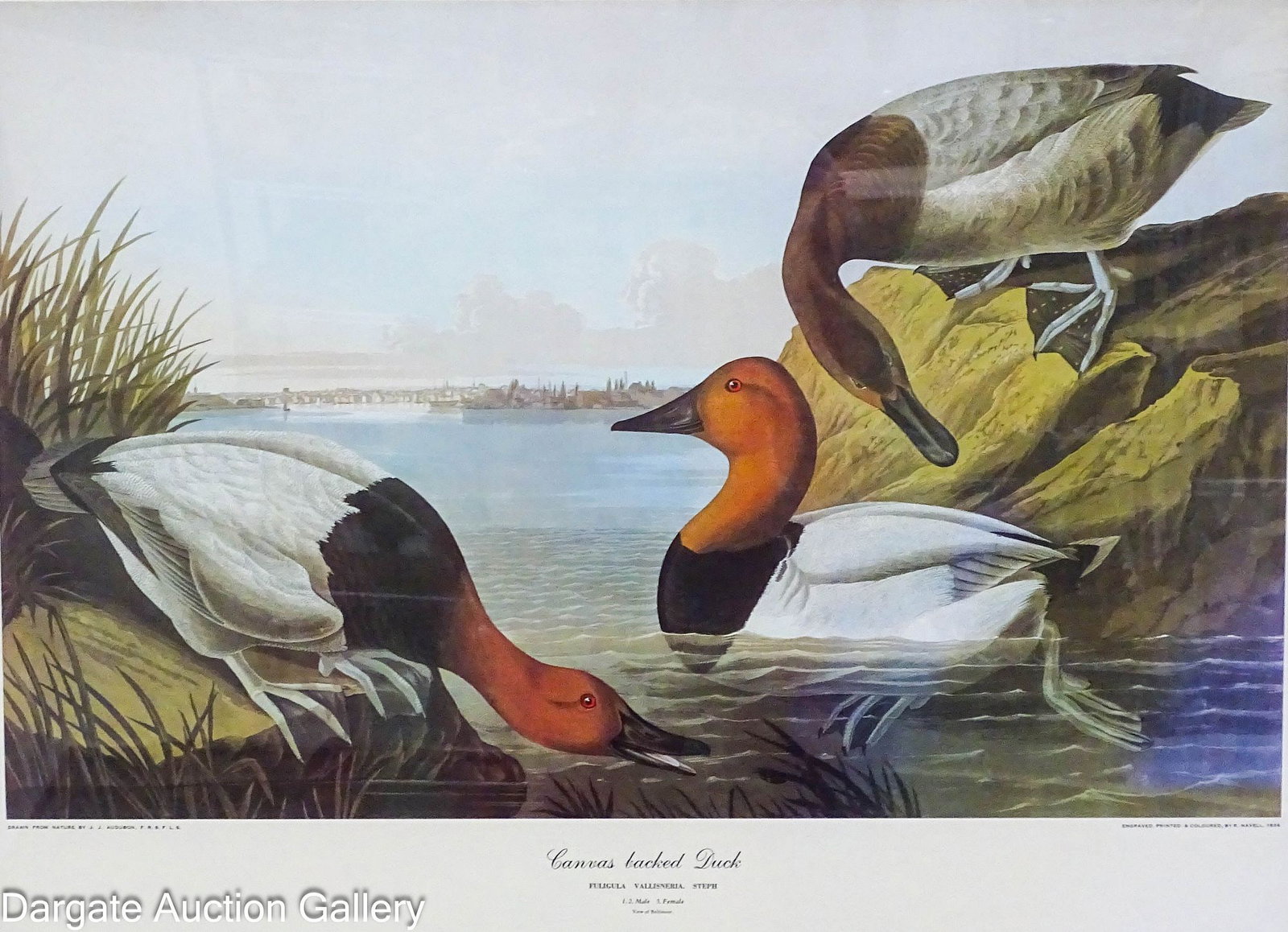 JOHN JAMES AUDUBON PRINT - CANVAS BACKED DUCK (1 of 9)