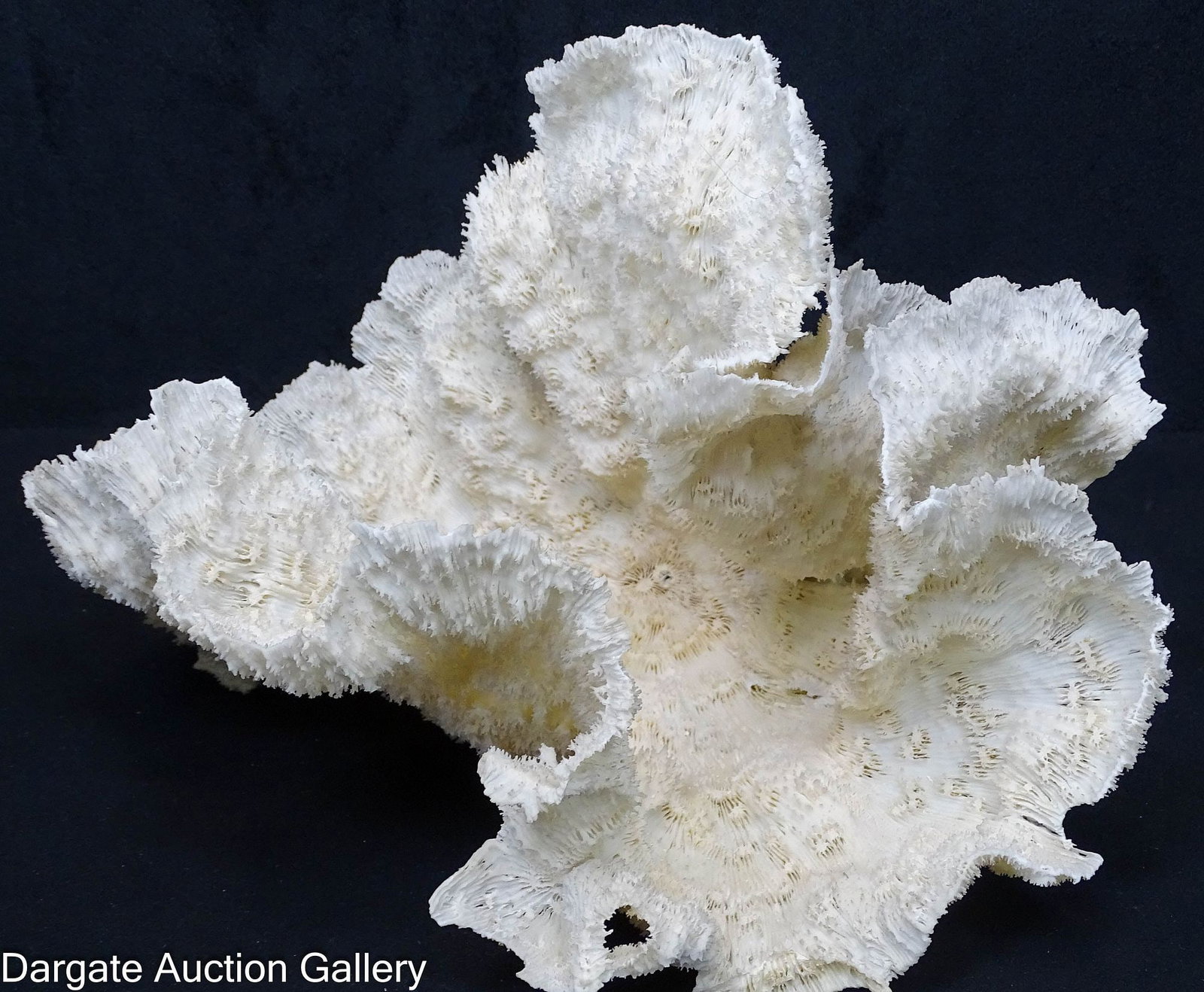 VINTAGE LACEY POCA CORAL SPECIMEN (1 of 3)