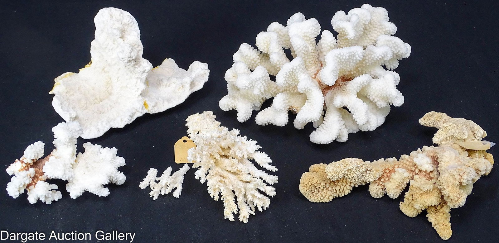 (5) ASST CORAL SPECIMENS INCCAULIFLOWER CORAL: Collection of five coral specimens including one large and one small cauliflower coral, a piece of (broken) branch coral, and two miscellaneous specimens / Dimensions: Smallest measur