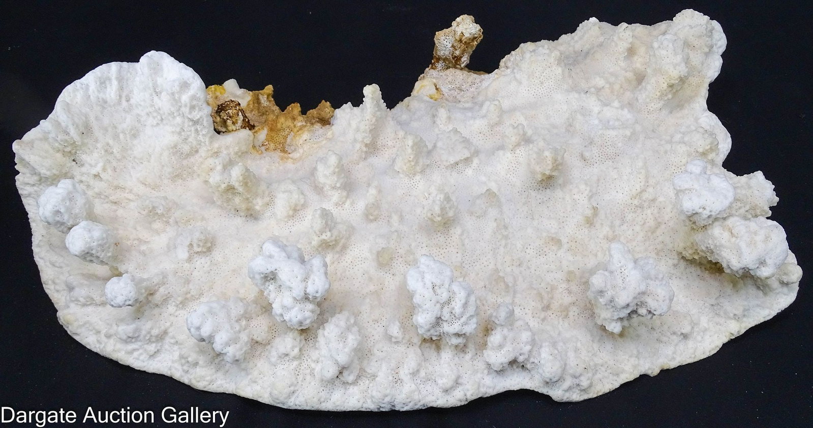 VINTAGE SLAB MERULINA WHITE CORAL SPECIMEN (1 of 3)