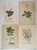 Johan Jakob Haid 3 botanical engravings