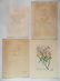 Johan Jakob Haid 3 botanical engravings - 2