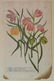 Johan Jakob Haid 3 botanical engravings - 3