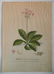 Johan Jakob Haid 3 botanical engravings - 4