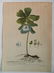 Johan Jakob Haid 3 botanical engravings - 5
