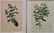 24 Historical and botanical prints - 5