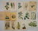 24 Historical and botanical prints - 7