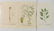 11 Botanical prints - 3