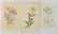 11 Botanical prints - 4