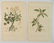 11 Botanical prints - 6