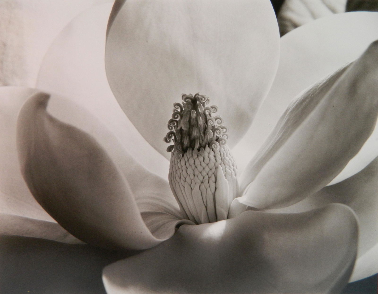 Imogen Cunningham photograph (1 of 4)