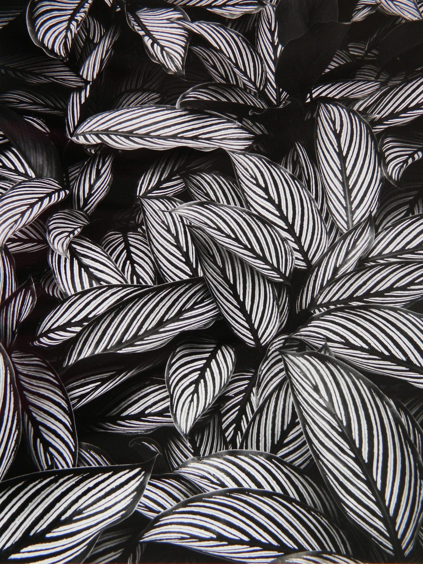 Don Worth photograph (1 of 4)