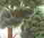 item-82431612=4