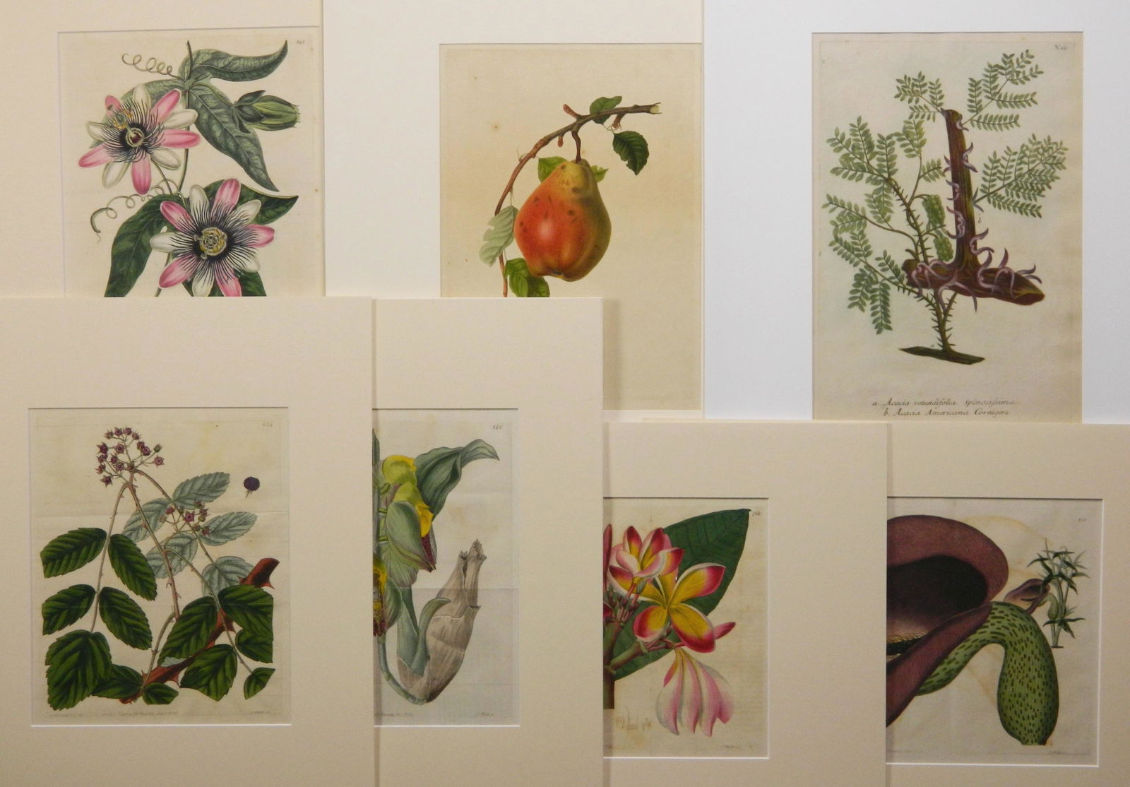 7 Hand-colored botanical engravings (1 of 8)