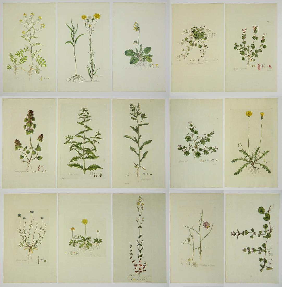 James Sowerby 15 hand-colored engravings (1 of 6)