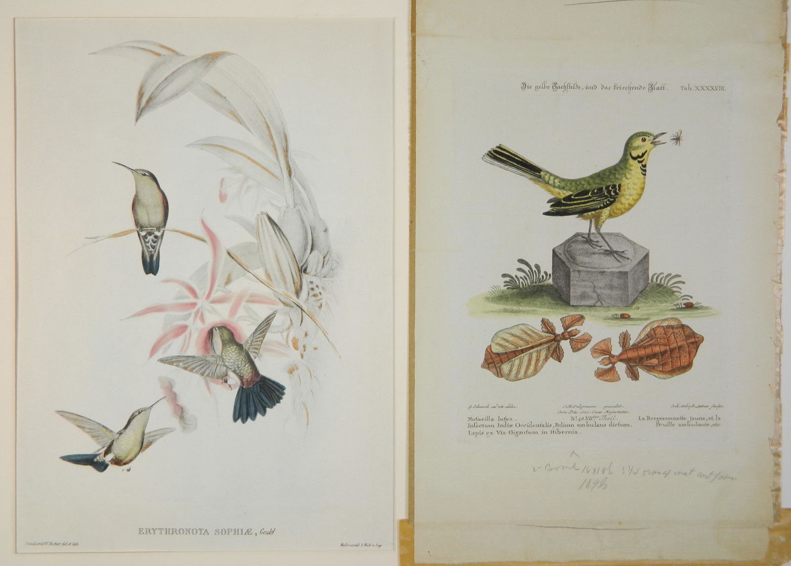 Gould & Richter print (1 of 8)