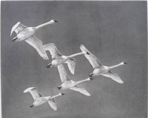 Richard Bishop drypoint: Richard Bishop- ''The Whistling Swan''- drypoint, ca, 1945, signed and titled in pencil, minor buckling in a few spots of the paper. 12 x 14 7/8''