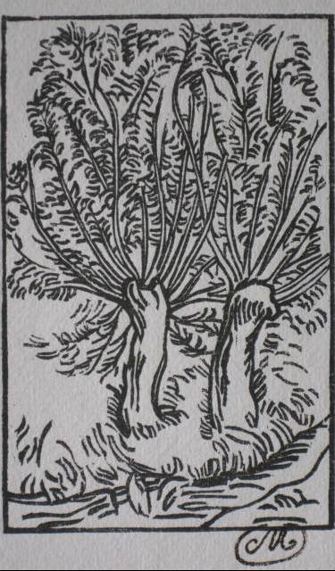 Aristide Maillol wood engravings: Aristide Maillol- Trees; Figure and Animal Studies- 2 woodcuts, artist stamp lower right, very good condition. 4 3/8 x 2 3/4''; 9 1/2 x 6''
