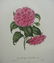 456: Historical and Botanical prints - 3
