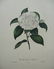 456: Historical and Botanical prints - 4