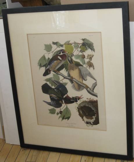 Reproduction print after John James Audubon: after John James Audubon- ''Summer or Wood Duck''- off-set color lithograph, paper age toned, light struck and mat burn. 17 x 12''