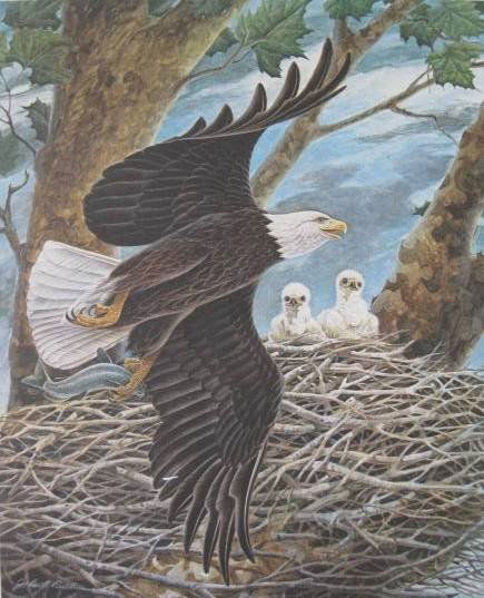 John Ruthven - Bald Eagle print: John Ruthven- ''Bald Eagle''- off-set lithograph, signed and numbered 285/500 in pencil, some soiling and staining in margins, thumbtack hole in each corner, otherwise good condition. 20 7/8 x 17''