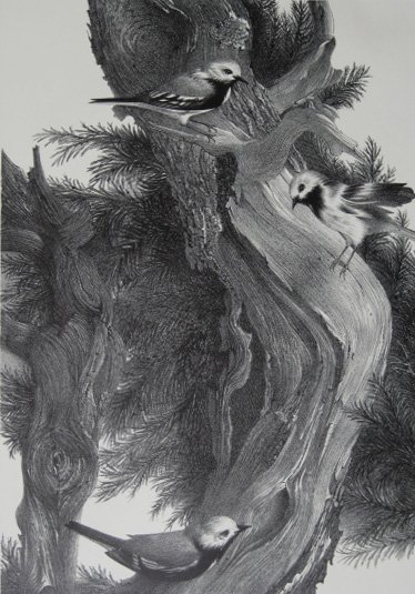 Stow Wengenroth lithograph: Stow Wengenroth (American 1906-1978)- ''Warbler'' (Stuckey 265)''- lithograph, 1961, signed and annotated 'Ed./45' in pencil, very slightly light struck and 2 old masking tape hinges at top recto, oth