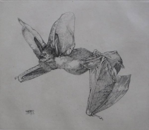 Edward Detmold etching: Edward J. Detmold (British 1883-1957)- ''Long-Eared Bat'' (Dodgson 9)- etching, 1905, signed and initialed M. D. / E. J. D in pencil, very good condition. 5 _ x 5 3/8'' 146 x 137 mm