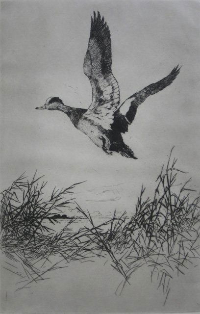 Frank Benson etching: Frank W. Benson (American 1862-1951)- ''Widgeon Rising'' (Paff 172)- etching, 1920, signed in pencil, edition of 150, very good condition. 11 3/8 x 7 3/8'' 289 x 187 mm
