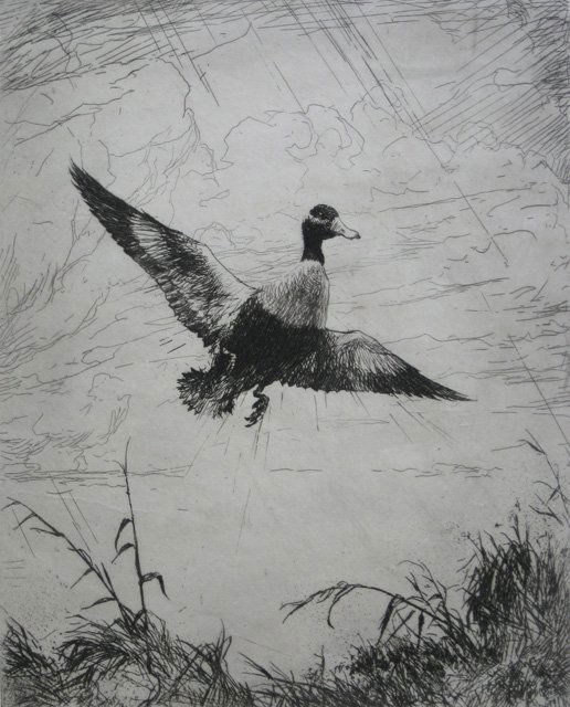 Frank Benson etching: Frank W. Benson (American 1862-1951)- ''Shoveler Drake'' (Paff 183)- etching, 1920, signed in pencil, edition of 150, very good condition. 10 x 8'' 254 x 203 mm
