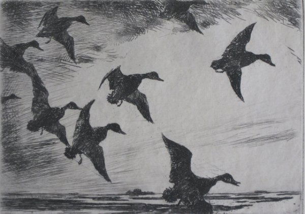 Frank Benson etching: Frank W. Benson (American 1862-1951)- ''Black Ducks at Dusk'' (Paff 239)- etching, 1924, signed in pencil, edition of 150, slightly light struck, otherwise very good condition. 4 7/8 x 6 7/8'' 124 x 1