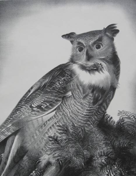 Stow Wengenroth lithograph: Stow Wengenroth (American 1906-1978)- ''Great Horned Owl'' (Stuckey 259)- lithograph, 1960, signed and annotated 'Ed./50' in pencil, very good condition. 15 3/16 x 11 7/8'' 386 x 302 mm