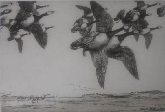George Marples etching: George Marples- ''Barnacle Geese Affrighted''- etching, signed and numbered 59/75 in pencil, very good condition. 8 1/8 x 12 1/16''