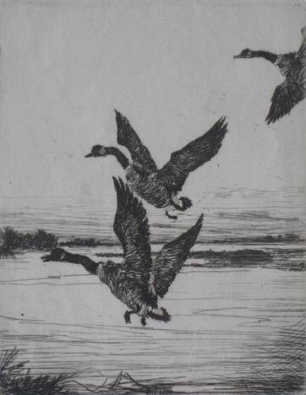 Frank Benson etching: Frank Benson- Ducks Landing- etching, signed in pencil, extracted from a volume, signture faded. 4 3/4 x 3 3/4''