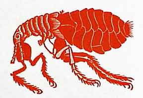 Leonard Baskin linocut: Leonard Baskin- ''Flea'' (Fern & O'Sullivan 105)- linocut, 1951, signed in pencil, from The Bestiary series, very good condition. 3 1/2 x 2 1/2''