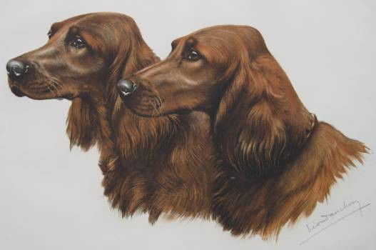 Leon Danchin lithograph: Leon Danchin- Two Irish Setters- Lithograph with handcoloring, signed and numbered 500 of 500 in pencil, foxing, mat burn, and staining in margins and especially on verso, old cellophane tape througho