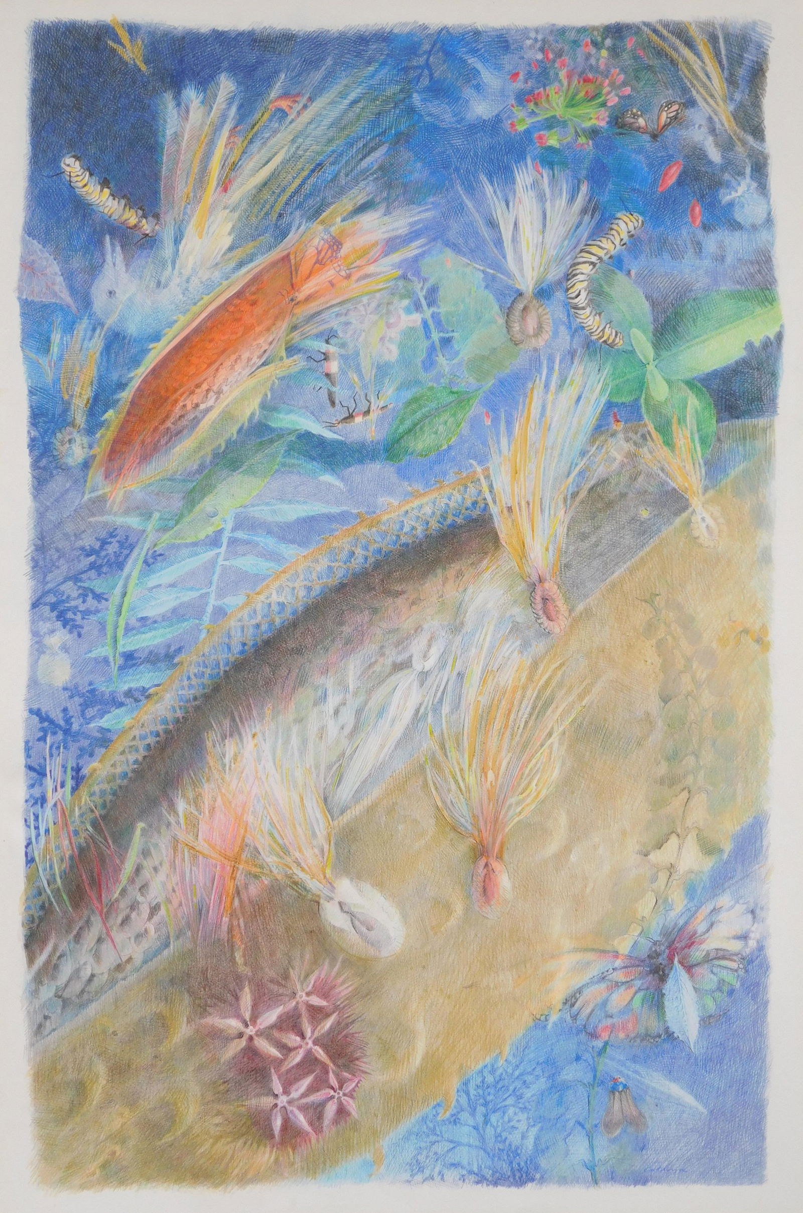 Cathryn Kapp color pencil drawing (1 of 4)