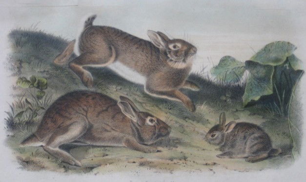 after James J. Audubon- Grey Rabbit: after John James Audubon- ''Grey Rabbit''- hand-colored lithograph on wove paper, marked No. 5, Plate XXII, octavo edition, several cuts in sheet. 7 1/2 x 10'' (sheet)
